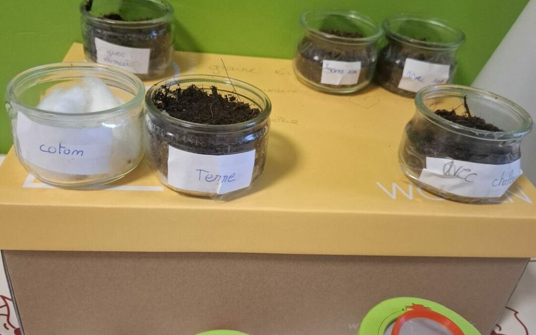 🌱 D’une graine à l’autre : nos premières expériences en sciences